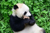 Nhặt được đồ chơi, gấu trúc cưng nựng siêu đáng yêu