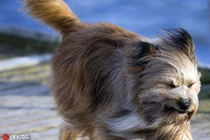 Hài hước khoảnh khắc động vật "mất mặt" vì gió to