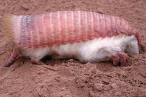 Sinh vật độc lạ hệt như miếng sushi, nhưng chớ có đụng vào nhé...