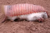 Sinh vật độc lạ hệt như miếng sushi, nhưng chớ có đụng vào nhé...