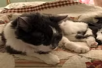 Mèo cưng bị suy thận, nữ chủ nhân làm điều ấm áp không ngờ