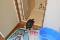 Thấy rùa cưng đẻ trứng, chủ nhân chiên lên và cái kết đắng