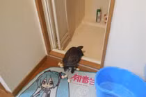 Thấy rùa cưng đẻ trứng, chủ nhân chiên lên và cái kết đắng