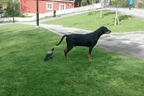 Quạ nghịch ngợm trêu chọc khiến chó hết hồn