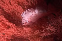 Những bí ẩn đại dương kỳ quái gây tò mò nhất (1)