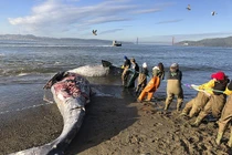 Rùng mình cá voi suy dinh dưỡng liên tục dạt bờ chết thảm