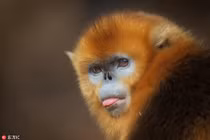 Voọc vàng quý hiếm làm mặt ngầu, lắm trò thu hút người 