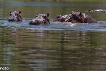 Hà mã lang thang khắp nơi, dọa người dân sợ khiếp vía