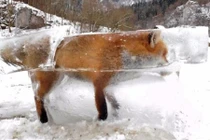 Đau xót cảnh các con vật bị đóng băng đến chết