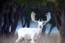 Xuất hiện nai trắng thần thoại vô cùng quý hiếm 