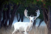 Xuất hiện nai trắng thần thoại vô cùng quý hiếm 