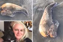 Quái vật kỳ dị không mắt, mọc chân trôi dạt bờ biển Úc