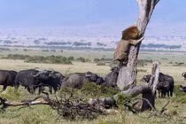 Ấn tượng những khoảnh khắc để đời của động vật hoang dã