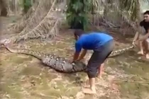 Nuốt mồi quá to, trăn khổng lồ thành đồ chơi của con người