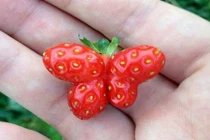 Loạt củ quả kỳ lạ là “sản phẩm lỗi” của mẹ thiên nhiên