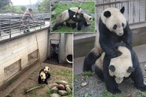 Xem chuyên gia kích thích gấu trúc động dục, chống lãnh cảm