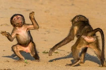 "Chết cười" khỉ đầu chó làm mặt hề trêu ghẹo người