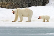 Mẹ con gấu Bắc cực săn giết hải cẩu bê bết máu 