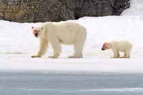 Mẹ con gấu Bắc cực săn giết hải cẩu bê bết máu 