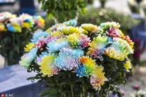 Loài hoa lạ khoe 7 sắc cầu vồng cực hiếm xuất hiện