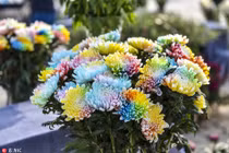 Loài hoa lạ khoe 7 sắc cầu vồng cực hiếm xuất hiện