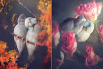  “Tình yêu tay tư” đẹp như thơ của những chú vẹt 