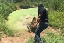 Bàng hoàng cá sấu tấn công người trong chớp mắt