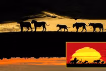 Đẹp ảo diệu hình ảnh vua sư tử ngoài đời thực 