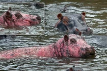 Phát hiện hà mã hồng cực hiếm ở Kenya