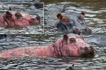 Phát hiện hà mã hồng cực hiếm ở Kenya