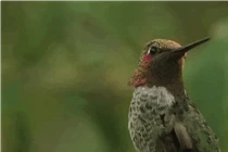 Chim ruồi đực thay đổi màu gọi bạn tình ngoạn mục