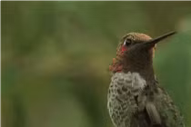 Chim ruồi đực thay đổi màu gọi bạn tình ngoạn mục