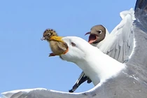 Đau lòng cảnh mòng biển lớn giết chim non ngay trên tay mẹ 