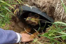 Chó hoang níu chặt tay người đi dạo và sự thật đau lòng