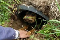 Chó hoang níu chặt tay người đi dạo và sự thật đau lòng