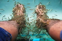 10 năm không rửa chân, người đàn ông khiến cá trúng độc “chết sặc“