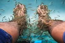 10 năm không rửa chân, người đàn ông khiến cá trúng độc “chết sặc“