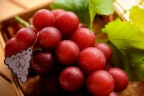 Khám phá "sốc" loài nho mang tên "sang chảnh", trái cây đắt nhất TG