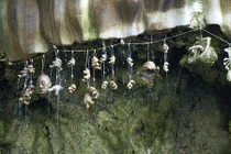 Kỳ quái giếng nước có thể biến mọi vật thành đá