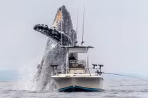 Nghẹt thở khoảnh khắc cá voi khổng lồ xuất hiện như vị thần