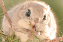 Chết mê vẻ đáng yêu vô cùng của loài sóc bay 