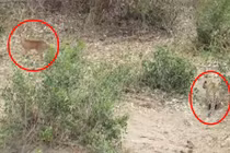 Tận mục màn săn mồi ngoạn mục của báo gấm 