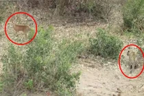 Tận mục màn săn mồi ngoạn mục của báo gấm 