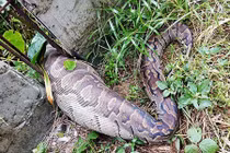 Những cái chết "ngu" không tả nổi của trăn khổng lồ 