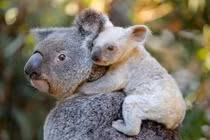 Cận cảnh gấu koala trắng cực hiếm, không phải mắc bệnh bạch tạng