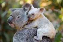 Cận cảnh gấu koala trắng cực hiếm, không phải mắc bệnh bạch tạng