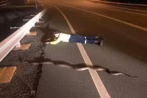 Người đàn ông bò cùng trăn ô liu khổng lồ và sự thật xúc động