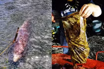 Cá voi nôn ra máu và sự thật kinh hoàng