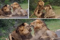 Khiếp sợ anh em sư tử đực ẩu đả ngay giữa đường