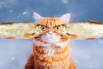 Chú mèo ấn tượng chinh phục cả thế giới 